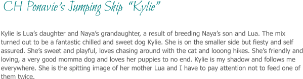 Kylie is Lua’s daughter and Naya’s grandaughter, a result of breeding Naya’s son and Lua. The mix turned out to be a fantastic chilled and sweet dog Kylie. She is on the smaller side but fiesty and self assured. She’s sweet and playful, loves chasing around with the cat and looong hikes. She’s friendly and loving, a very good momma dog and loves her puppies to no end. Kylie is my shadow and follows me everywhere. She is the spitting image of her mother Lua and I have to pay attention not to feed one of them twice.   CH Ponavie’s Jumping Ship  “Kylie”