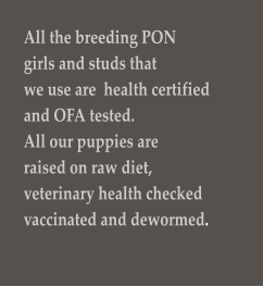 All the breeding PON  girls and studs that  we use are  health certified  and OFA tested.  All our puppies are  raised on raw diet,  veterinary health checked  vaccinated and dewormed.