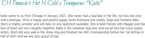 Katie came to us from Chicago in January 2021. She never had a bad day in her life, nor has she ever met a stranger. She’s a happy and playful puppy, loves everyone she meets, dogs and humans alike. She’s a mighty wrestler and will take on any opponent available. She is best friends with Maggie and the two of them are very naughty together. Katie is the sweetest dog ever and we all love her crazy puppy antics. She’s did very well in the show ring and finished her AKC championship before her 1st birthay in Fall of 2021 and we are very proud of her.  CH Ponavie’s Hot N Cold z Tramperus  “Katie”