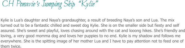 Kylie is Lua’s daughter and Naya’s grandaughter, a result of breeding Naya’s son and Lua. The mix turned out to be a fantastic chilled and sweet dog Kylie. She is on the smaller side but fiesty and self assured. She’s sweet and playful, loves chasing around with the cat and looong hikes. She’s friendly and loving, a very good momma dog and loves her puppies to no end. Kylie is my shadow and follows me everywhere. She is the spitting image of her mother Lua and I have to pay attention not to feed one of them twice.   CH Ponavie’s Jumping Ship  “Kylie”