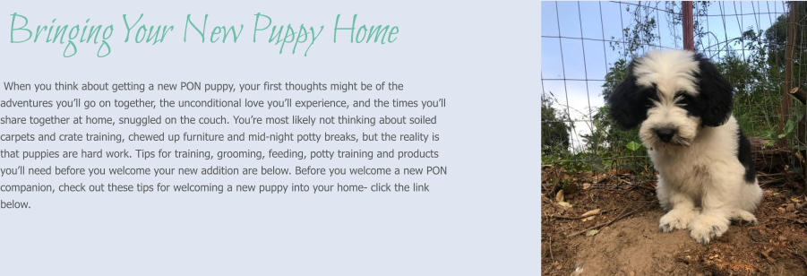 When you think about getting a new PON puppy, your first thoughts might be of the adventures you’ll go on together, the unconditional love you’ll experience, and the times you’ll share together at home, snuggled on the couch. You’re most likely not thinking about soiled carpets and crate training, chewed up furniture and mid-night potty breaks, but the reality is that puppies are hard work. Tips for training, grooming, feeding, potty training and products you’ll need before you welcome your new addition are below. Before you welcome a new PON companion, check out these tips for welcoming a new puppy into your home- click the link below.   Bringing Your New Puppy Home