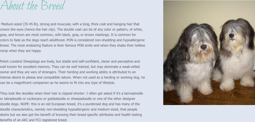 About the Breed   Medium-sized (35-45 lb), strong and muscular, with a long, thick coat and hanging hair that covers the eyes (hence the hair clip). The double coat can be of any color or pattern, of white, gray, and brown are most common, with black, gray, or brown markings. It is common for colors to fade as the dogs reach adulthood. PON is considered non-shedding and hypoallergenic breed. The most endearing feature is their famous PON smile and when they shake their tailless romp when they are happy.  Polish Lowland Sheepdogs are lively, but stable and self-confident, clever and perceptive and well known for excellent memory. They can be well trained, but may dominate a weak-willed owner and they are vary of strangers. Their herding and working ability is attributed to an intense desire to please and compatible nature. When not used as a herding or working dog, he can be a magnificent companion as he seems to fit into any type of lifestyle.   They look like doodles when their hair is clipped shorter- I often get asked if it’s a bernadoodle or labradoodle or cockerpoo or goldedoodle or sheepadoodle or one of the other designer doodle dogs. NOPE- this is an old European breed, it’s a purebread dog and has many of the doodle characteristics, namely non-shedding hypoallergenic and medium sized, that people desire but we also get the benefit of knowing their breed specific attributes and health testing benefits of an AKC and FCI registered breed.