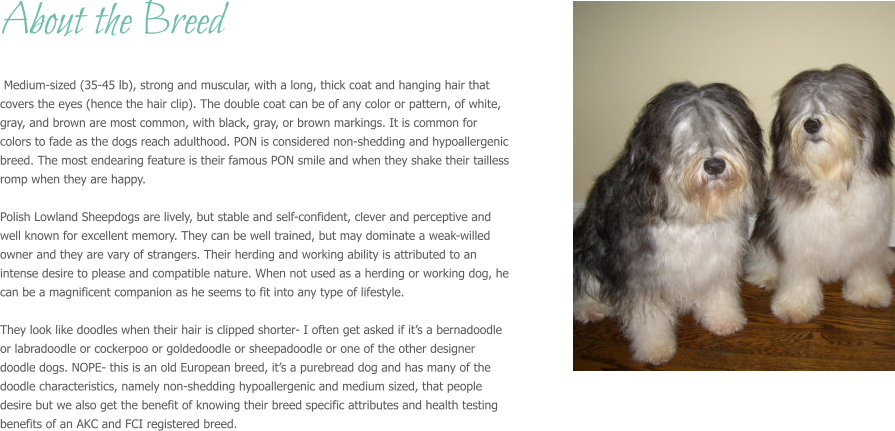 About the Breed   Medium-sized (35-45 lb), strong and muscular, with a long, thick coat and hanging hair that covers the eyes (hence the hair clip). The double coat can be of any color or pattern, of white, gray, and brown are most common, with black, gray, or brown markings. It is common for colors to fade as the dogs reach adulthood. PON is considered non-shedding and hypoallergenic breed. The most endearing feature is their famous PON smile and when they shake their tailless romp when they are happy.  Polish Lowland Sheepdogs are lively, but stable and self-confident, clever and perceptive and well known for excellent memory. They can be well trained, but may dominate a weak-willed owner and they are vary of strangers. Their herding and working ability is attributed to an intense desire to please and compatible nature. When not used as a herding or working dog, he can be a magnificent companion as he seems to fit into any type of lifestyle.   They look like doodles when their hair is clipped shorter- I often get asked if it’s a bernadoodle or labradoodle or cockerpoo or goldedoodle or sheepadoodle or one of the other designer doodle dogs. NOPE- this is an old European breed, it’s a purebread dog and has many of the doodle characteristics, namely non-shedding hypoallergenic and medium sized, that people desire but we also get the benefit of knowing their breed specific attributes and health testing benefits of an AKC and FCI registered breed.