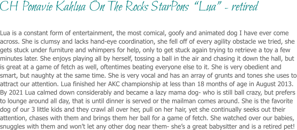 Lua is a constant form of entertainment, the most comical, goofy and animated dog I have ever come across. She is clumsy and lacks hand-eye coordination, she fell off of every agility obstacle we tried, she gets stuck under furniture and whimpers for help, only to get stuck again trying to retrieve a toy a few minutes later. She enjoys playing all by herself, tossing a ball in the air and chasing it down the hall, but is great at a game of fetch as well, oftentimes beating everyone else to it. She is very obedient and smart, but naughty at the same time. She is very vocal and has an array of grunts and tones she uses to attract our attention. Lua finished her AKC championship at less than 18 months of age in August 2013. By 2021 Lua calmed down considerably and became a lazy mama dog- who is still ball crazy, but prefers to lounge around all day, that is until dinner is served or the mailman comes around. She is the favorite dog of our 3 little kids and they crawl all over her, pull on her hair, yet she continually seeks out their attention, chases with them and brings them her ball for a game of fetch. She watched over our babies,  snuggles with them and won’t let any other dog near them- she’s a great babysitter and is a retired pet! CH Ponavie Kahlua On The Rocks StarPons  “Lua” - retired